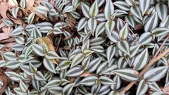 Tradescantia zebrina