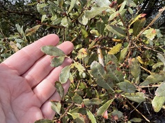 Quercus × acutidens