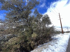 Quercus × acutidens