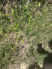 Heliotropium amplexicaule