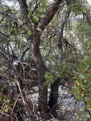 Quercus × acutidens