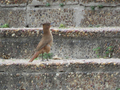 Pseudoseisura lophotes