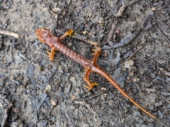 Ensatina eschscholtzii