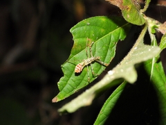 Epidaus sexspinus