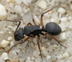 Polyrhachis leae