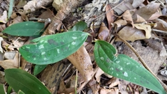 Smilax bracteata