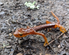Ensatina eschscholtzii