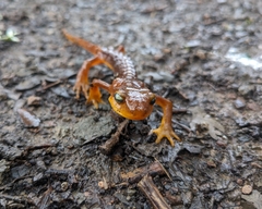 Ensatina eschscholtzii