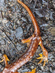 Ensatina eschscholtzii