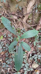 Turpinia formosana