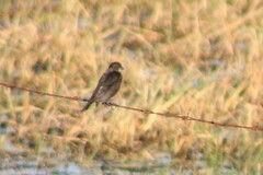Icteridae