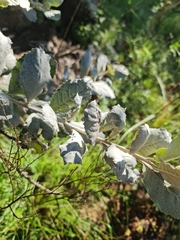 Brachylaena rotundata