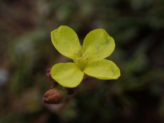 Camissonia strigulosa