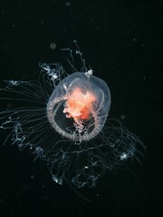 Turritopsis rubra