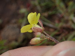 Camissonia strigulosa