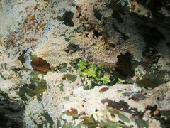 Bellapiscis lesleyae