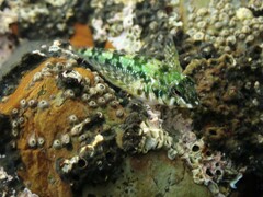 Bellapiscis lesleyae