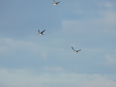 Gavia stellata