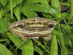Spirama