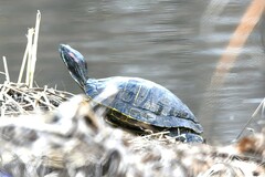 Trachemys scripta elegans