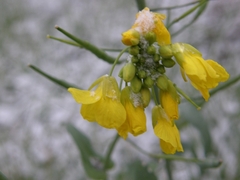 Brassicaceae