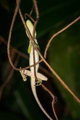 Anolis biporcatus