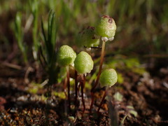 Asterella palmeri