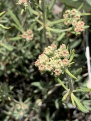 Eriogonum heracleoides