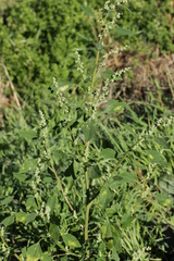 Chenopodium album