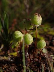 Asterella palmeri
