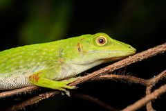 Anolis biporcatus