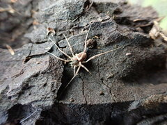 Phalangioidea