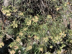 Eriogonum heracleoides