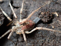 Phalangioidea