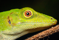 Anolis biporcatus