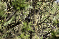 Toxostoma redivivum