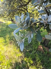 Brachylaena rotundata