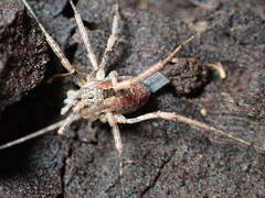 Phalangioidea