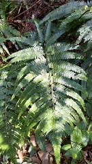 Microlepia strigosa