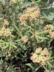 Eriogonum heracleoides