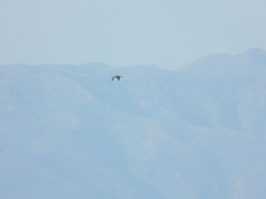 Gavia stellata