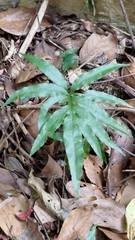 Leptochilus ellipticus