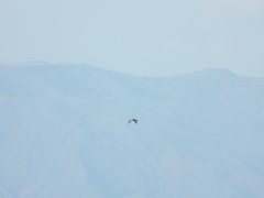 Gavia stellata