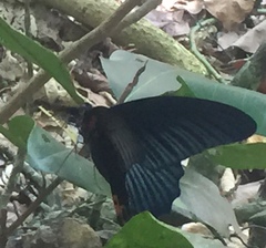 Papilio memnon agenor
