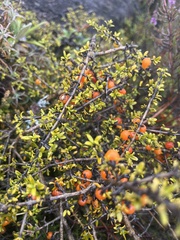 Coprosma cheesemanii