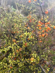 Coprosma cheesemanii