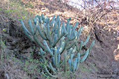 Myrtillocactus cochal