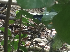 Papilio memnon agenor