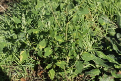 Chenopodium album