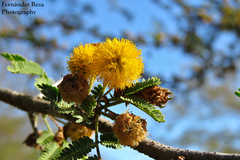 Vachellia farnesiana